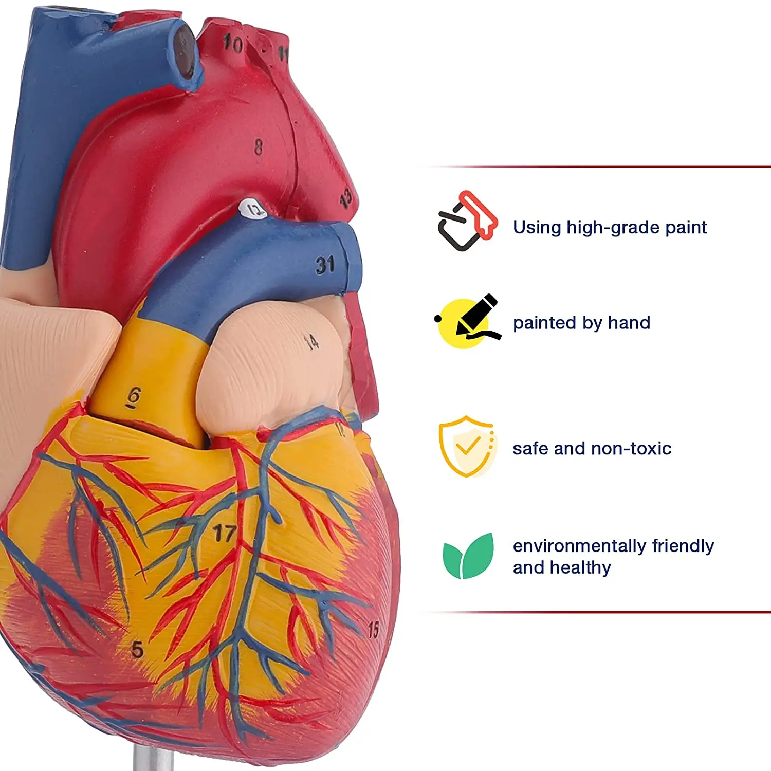 Life Size Human Heart Model Human Heart Model For Medical