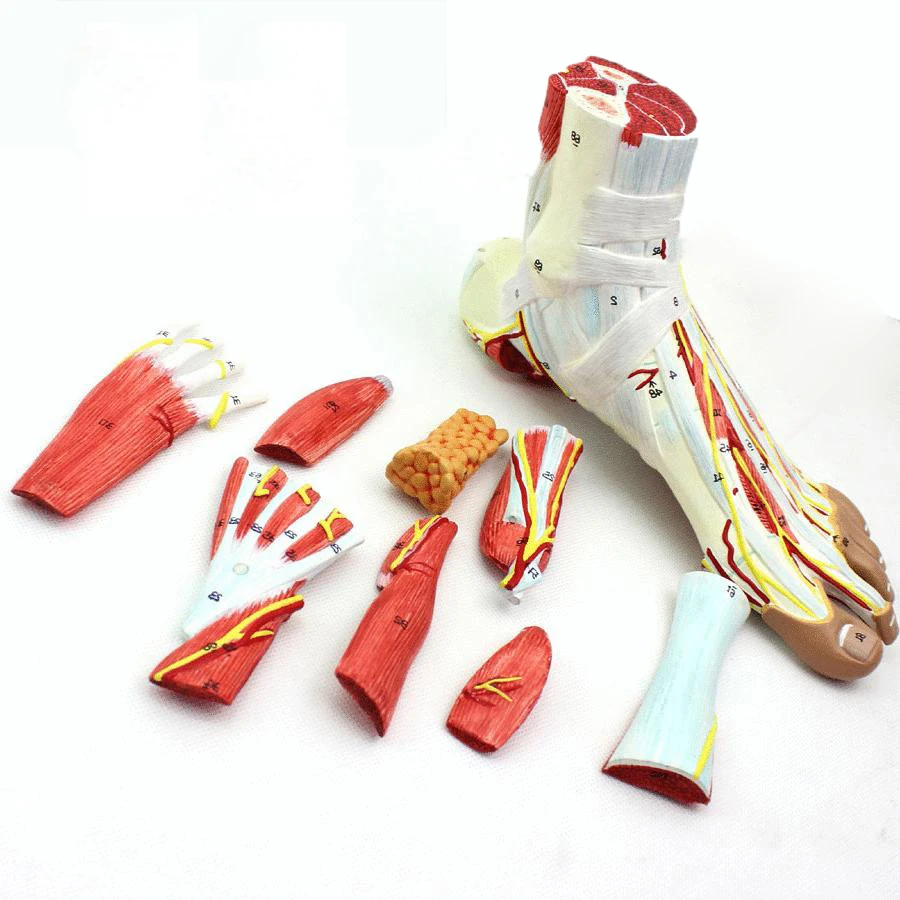 Human Foot Muscle Ligaments Foot Anatomy Human Muscle Anatomy Neurovascular Model