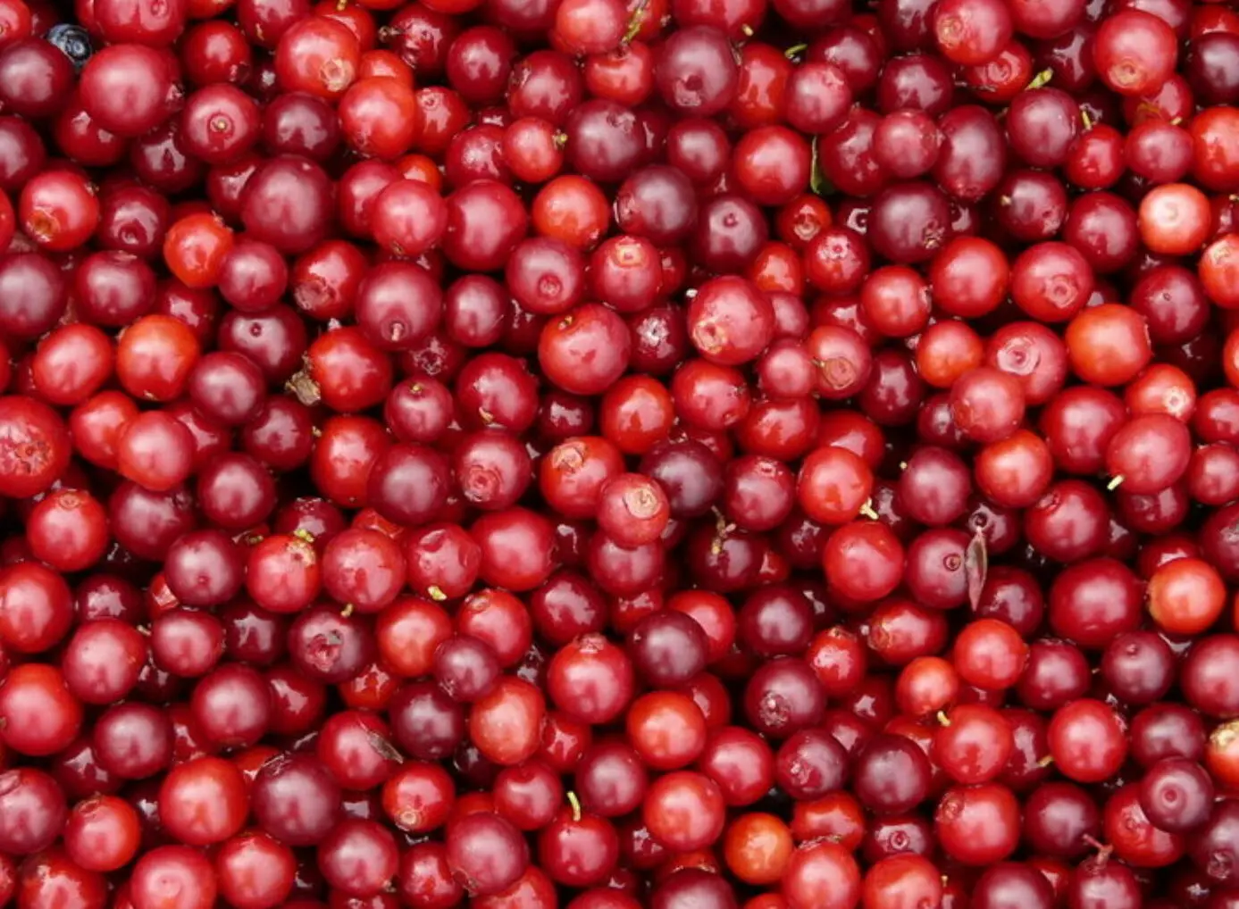 Eco-Friendly Plastic Trays GOST Standard Prepackage Fresh / Frozen Red Berry With Useful Properties For the Human Body