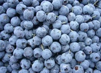 HACCP китайская iqf клубника Китай экспортная оптовая продажа IQF Замороженная черника