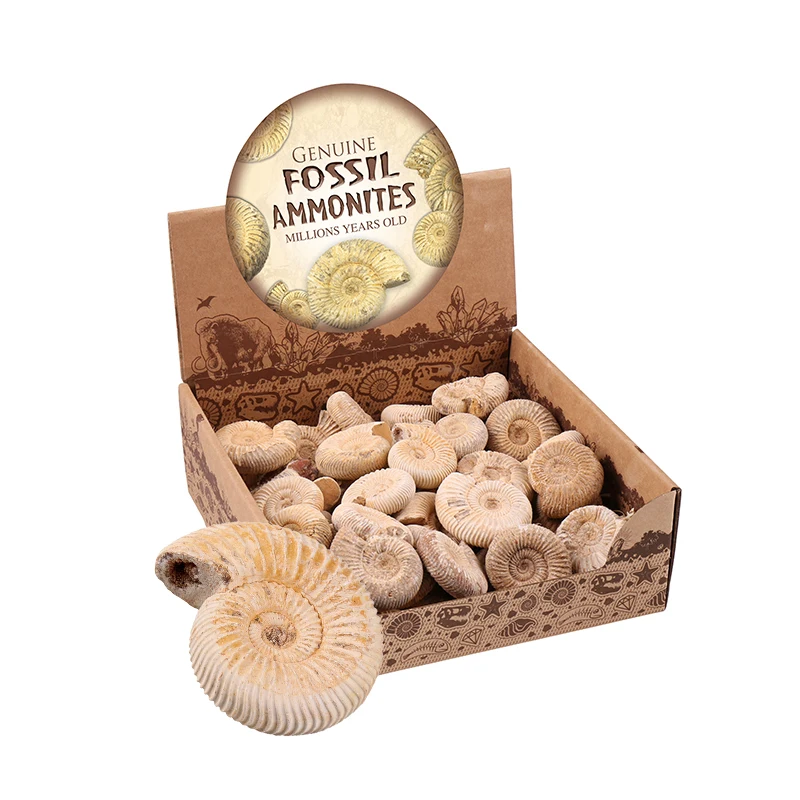 50pcs/set Bulk Wholesale Natural Rough Large Small Raw White Fossil Stone Ammonite Crystal for Collection Sale Decoration