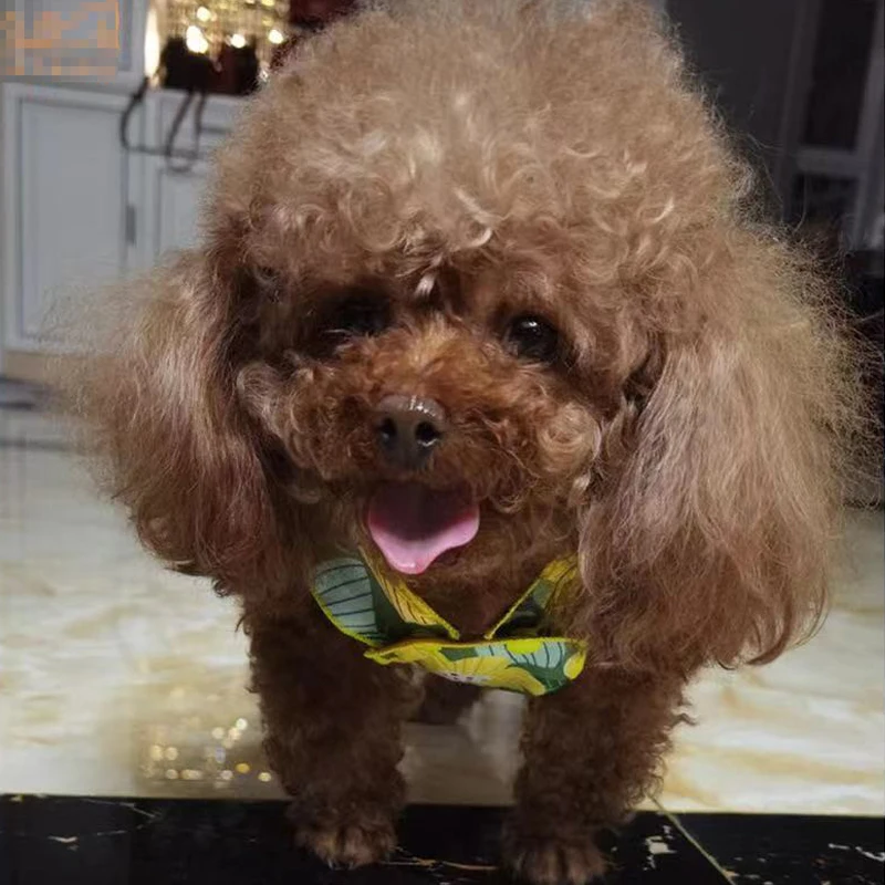 
2021 Hot Sell Manufacturers Wholesale Puppy Cute Lovely Design New Cat Dress Pet Dog Luxury Summer Clothes 