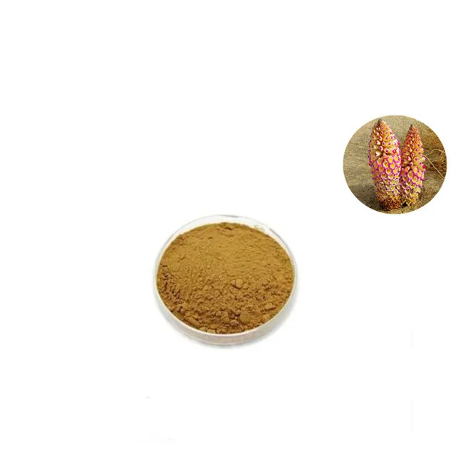 Cistanche Deserticola,Caulis Cistanchis Extract,Cistanche tubulosa Extract