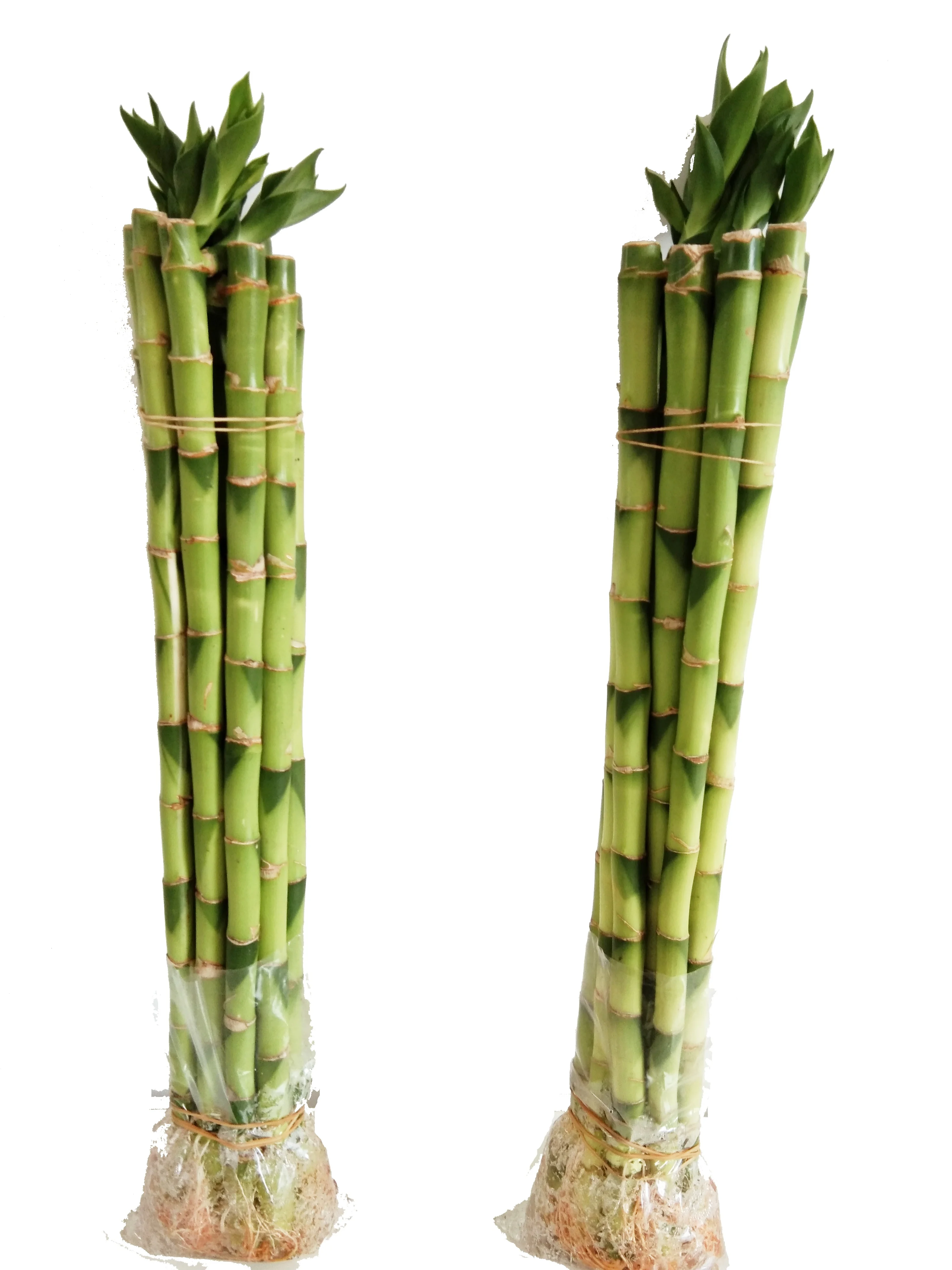 
Green straight lucky bamboo plant with good quality Zhanjiang 