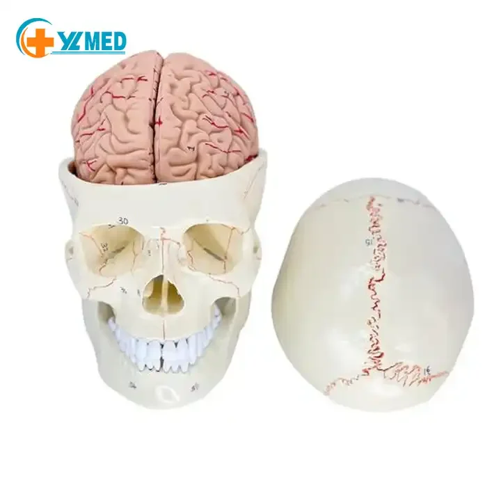 Medical Science Bone Model Suture Skull Attached Brain 8 Component