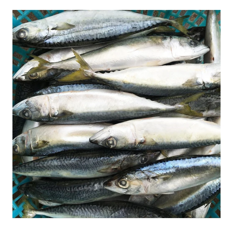 Новая морская замороженная Тихоокеанская скумбрия 10 кг 15 упаковка