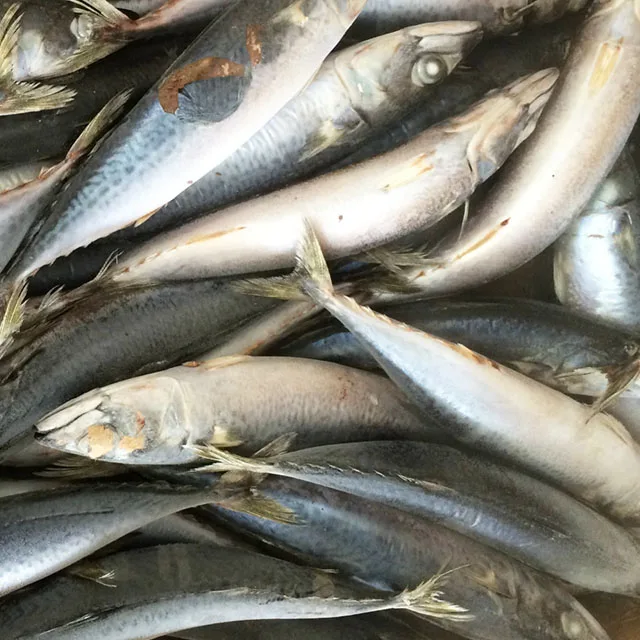 Замороженная скумбрия скомбер скомбрус