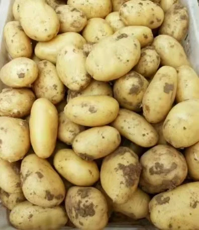 2022 new harvest fresh potato manufacturer low price potato  new crop fresh Holland potato