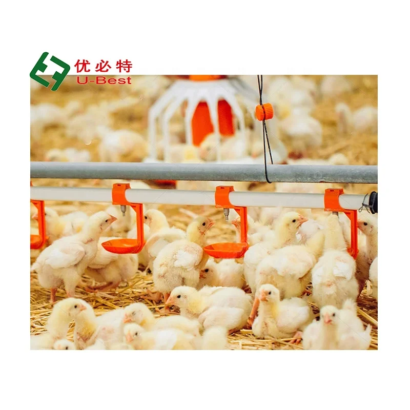 Good Quality Automatic  Broiler Feed and Drinking System Chicken Poultry Farm Equipment