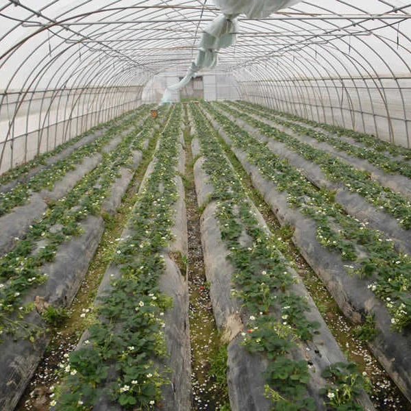 New design Vegetable Fruits Flowers green house agricultural greenhouse for green vegetables