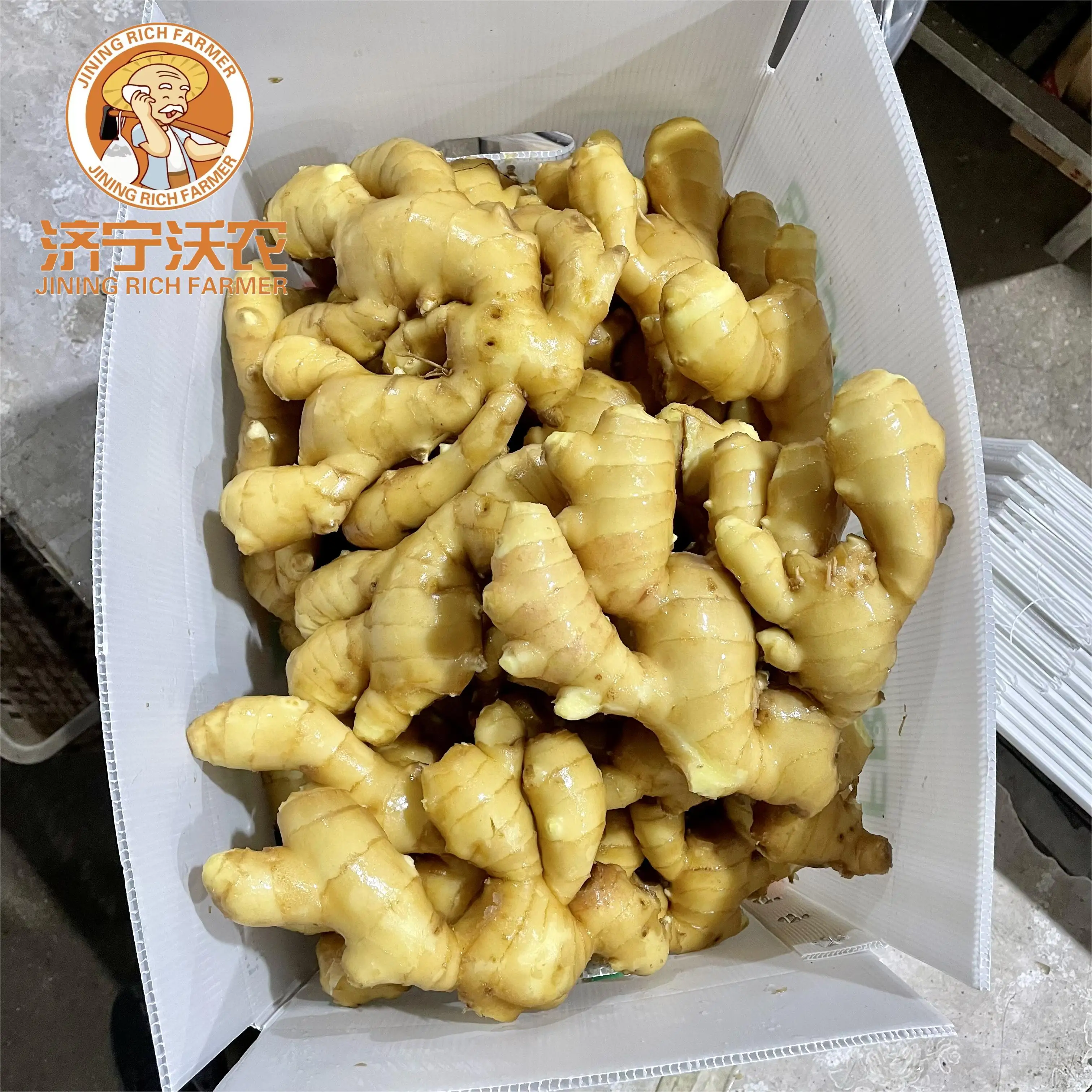 new crop fresh ginger best price fresh washed ginger best quality professional export organic