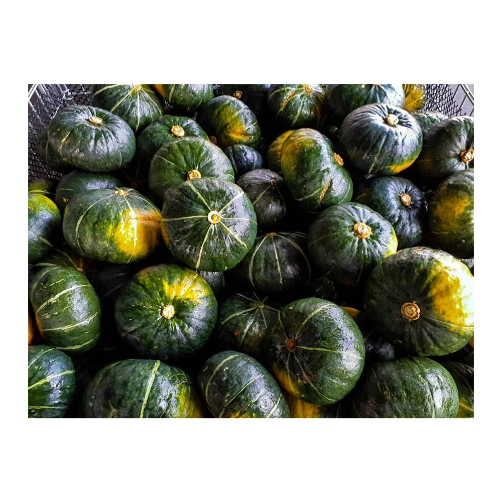 Wholesale High Quality Fresh Squash Japanese Vegetable Fresh Pumpkins
