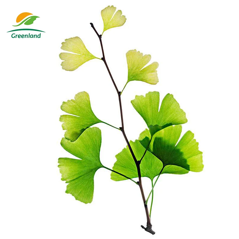 Factory supply Improve Memory Natural Ingredient Flavone 24% Lactones 6% Ginkgo Biloba Extract Powder