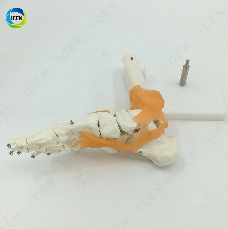 IN-M12 Flexible Foot Bone Model Ankle Joint Bones Of Foot Skeleton Anatomy Medical Teaching Tool