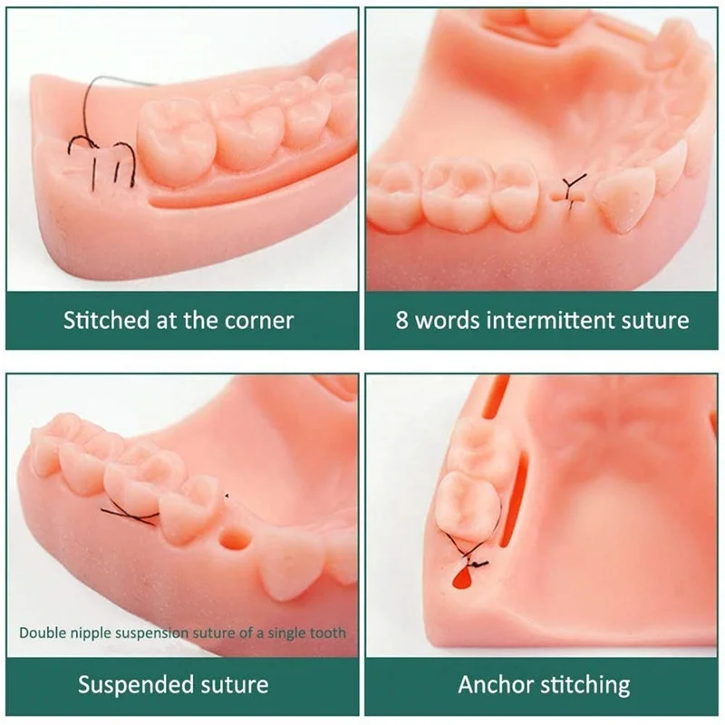 dental suture practise model
