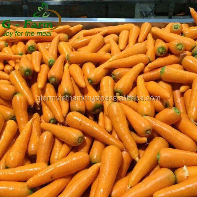 
Season 2020 From Vietnam organic fresh carrot size S M L 2L 3L carton box 5kg 10kg length size 16-24cm 