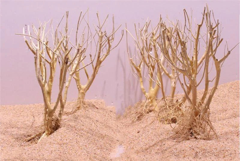 Natural aquarium landscaping Small Brazilian Bonsai Tree driftwood aquarium bonsai tree