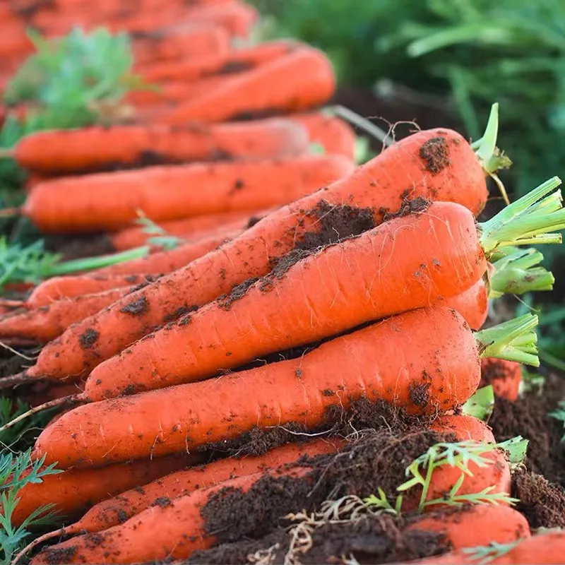 Chinese Farm Wholesale Baby Carrot S M L 2L 3L Xiamen Fresh Bulk Carrot Fresh Carrot Vegetable