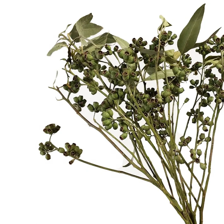 
Длинные Цветы на стебле, свежие резные цветы, искусственные фрукты павловнии, фрукты эвкалипта, искусственные фрукты зомби 