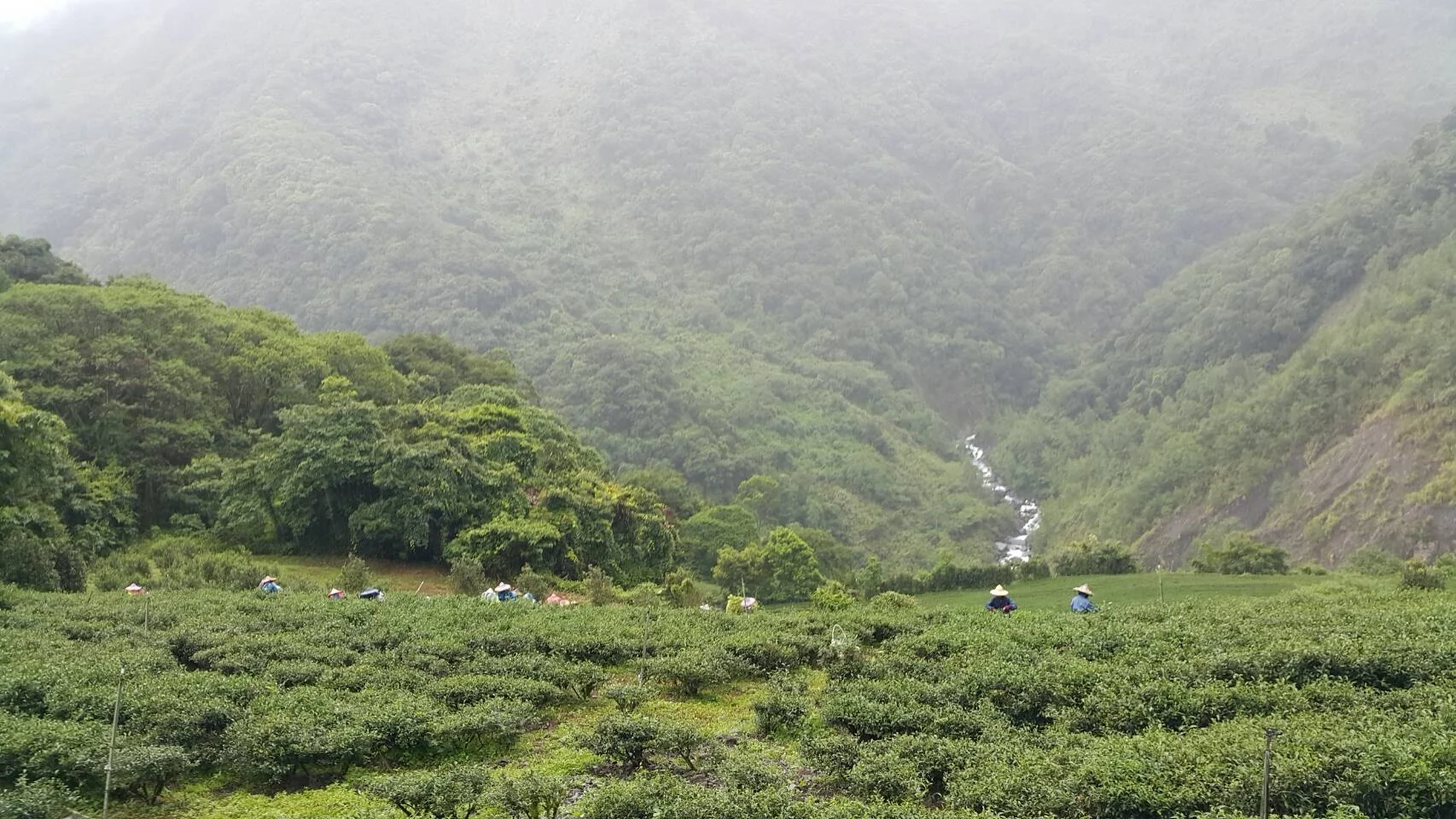  Органический тайваньский Солнце Луна озеро черный чай нефрит