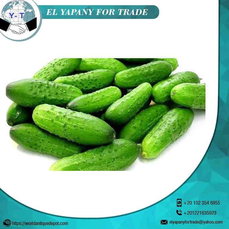 Свежий огурец оптом