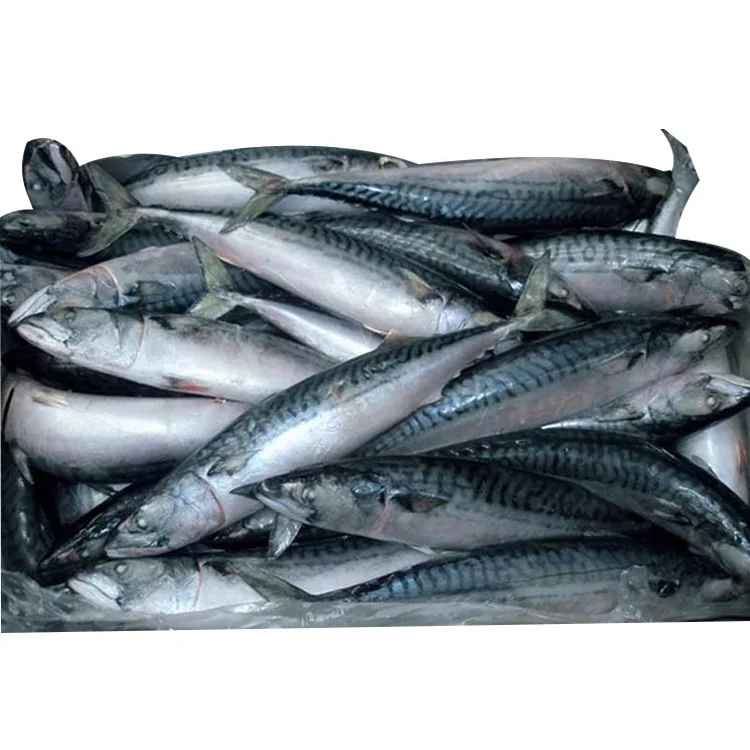 Sea Frozen Small Size Pacific Mackerel (Scomber Japonicus) For Bait
