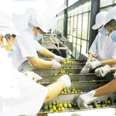 
 Машина для производства целлюлозы из черники и джема, Высококачественная линия обработки черники в большом масштабе  