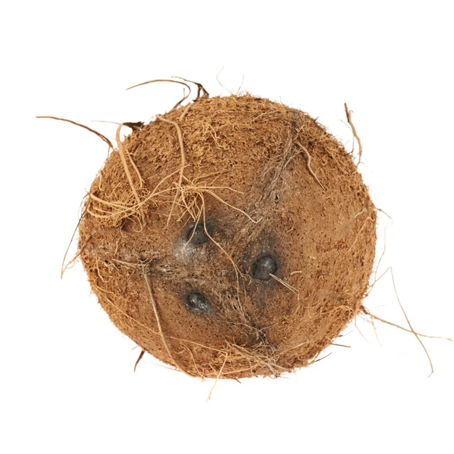 
Indonesia Raw Coconut Shell for Charcoal Material 