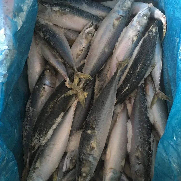 
china exporters frozen fish spanish mackerel 