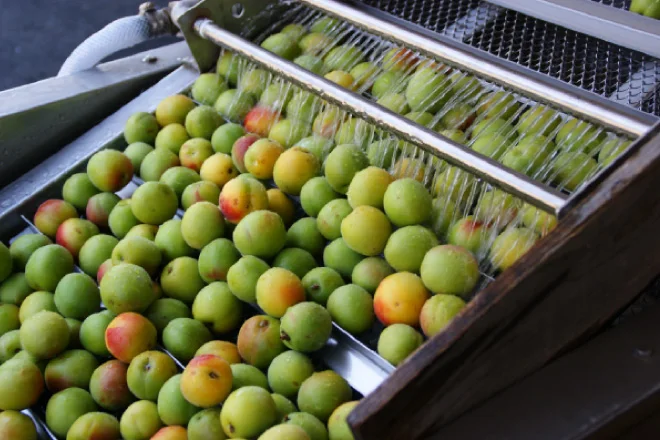 Слабый ароматизатор perilla beauty фрукты detox plum