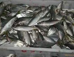 
frozen indian king mackerel scad 