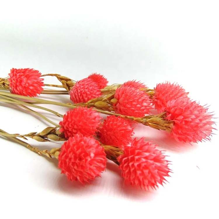 2022 hot sale red preserved globe amaranth preserved flowers flower foam garland of stars