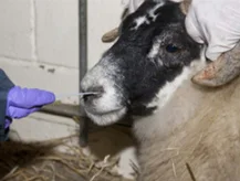 Disposable Nylon Animal Dna Sampling Transport Specimen Collection Pet Swabs For DNA