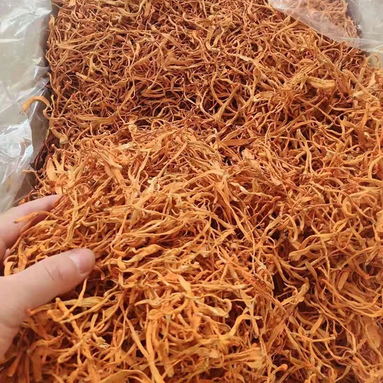 golden Mushroom Militaris Dried Cordyceps Flower for sale
