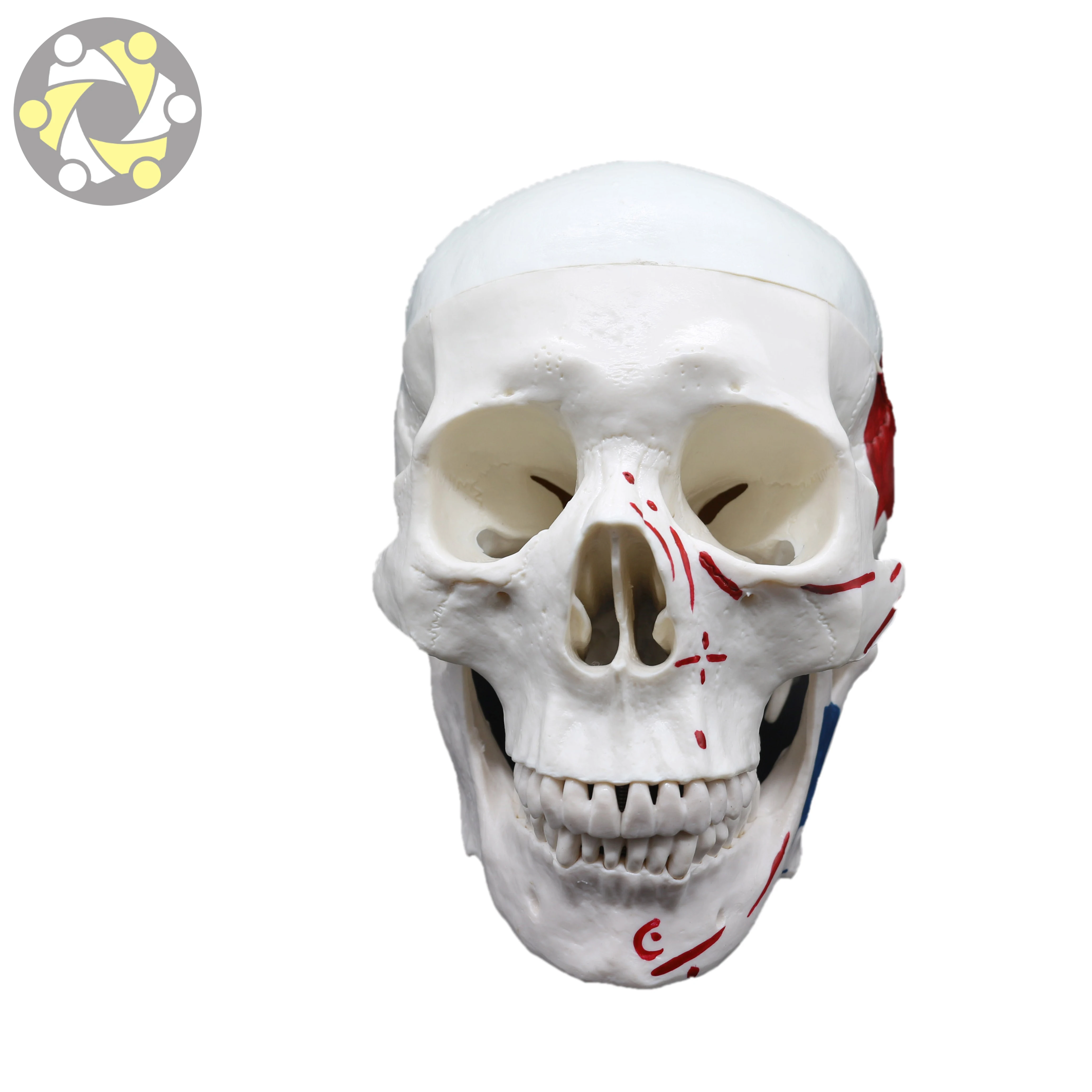 Medical Science Training Skull Model with Detailed Muscle Painting Human Anatomy Model