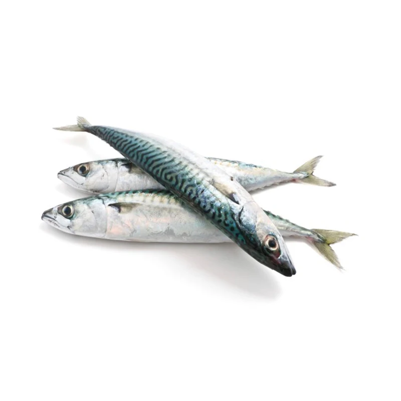 Russia and Europe approved plant seafrozen BQF pacific mackerel
