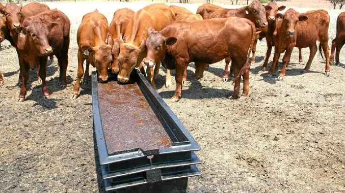 Сахарный тростник меласса жидкость высокого качества по низкой цене из Вьетнама/Ms.Thi Нгуен + 84 988 872