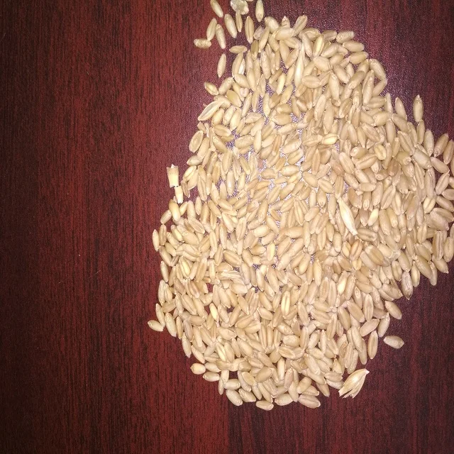  Indian Milling Wheat Grain / Seed Best Quality Packing 50kg Bag