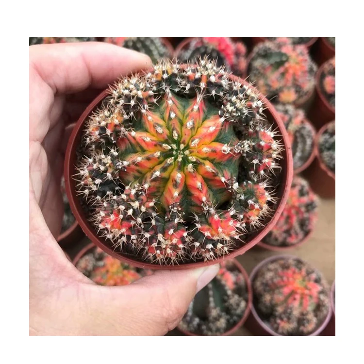  Низкая цена натуральная красота настоящие растения кактус gymnocalydium mihanovichii variegata для
