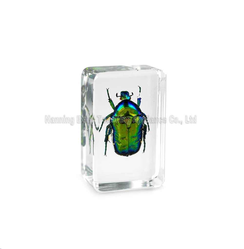 Eco-Friendly Long Arm Scarab Beetle Resin Crafts Real Epoxy Animal Specimen For Gits