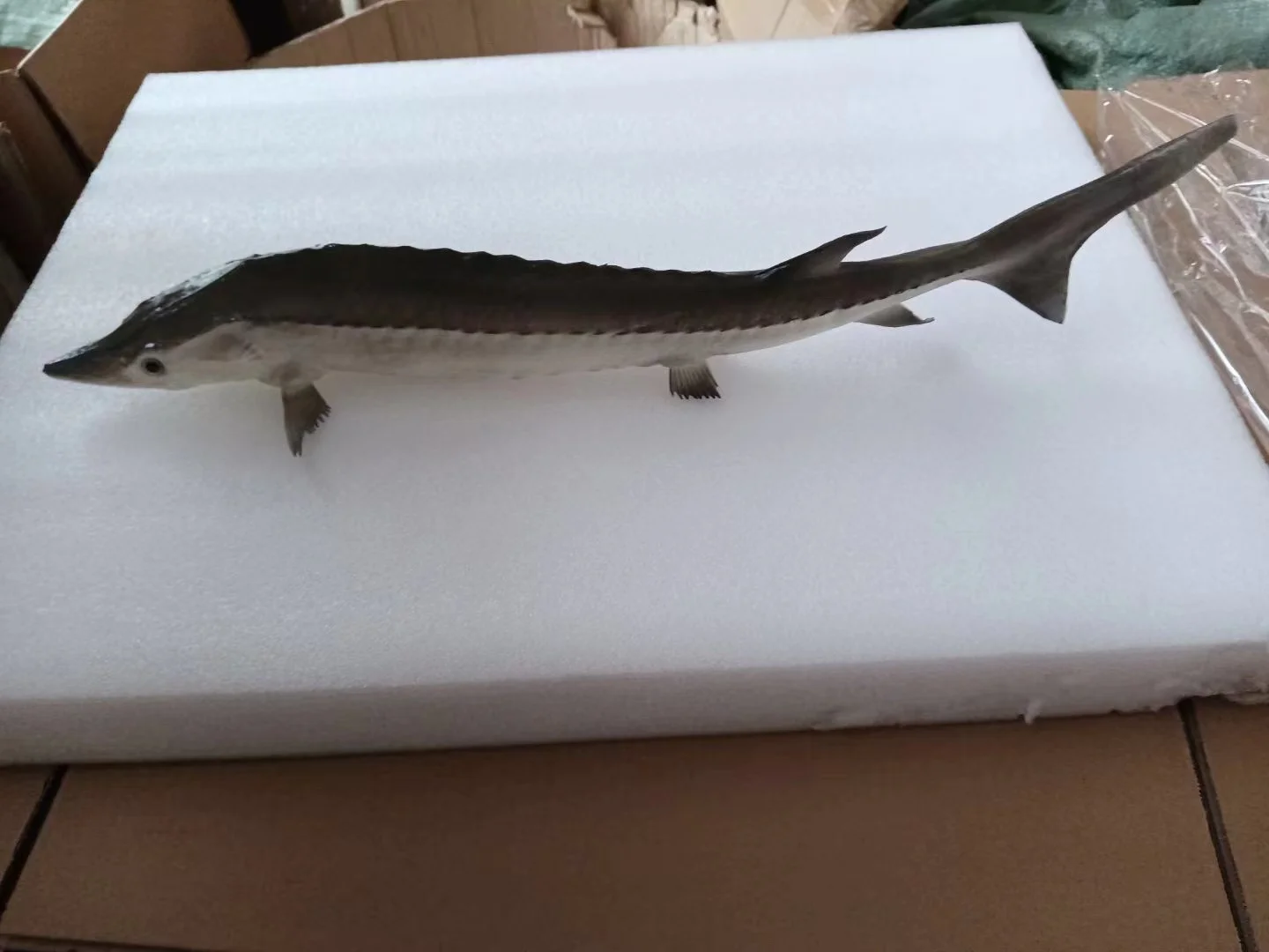 gray fish Red green fish  Simulated fish