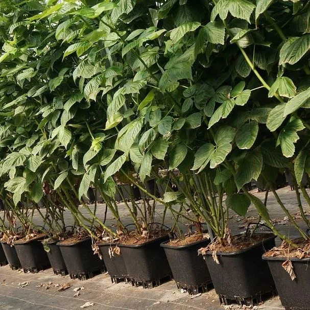 Гидропоника 25 литров 30 40 квадратное/Круглое ведро для выращивания черники