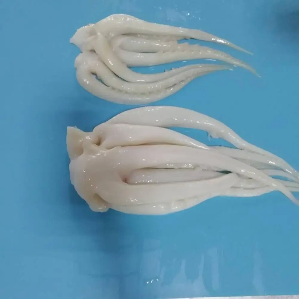 Frozen giant indian ocean squid head tentacles skinless