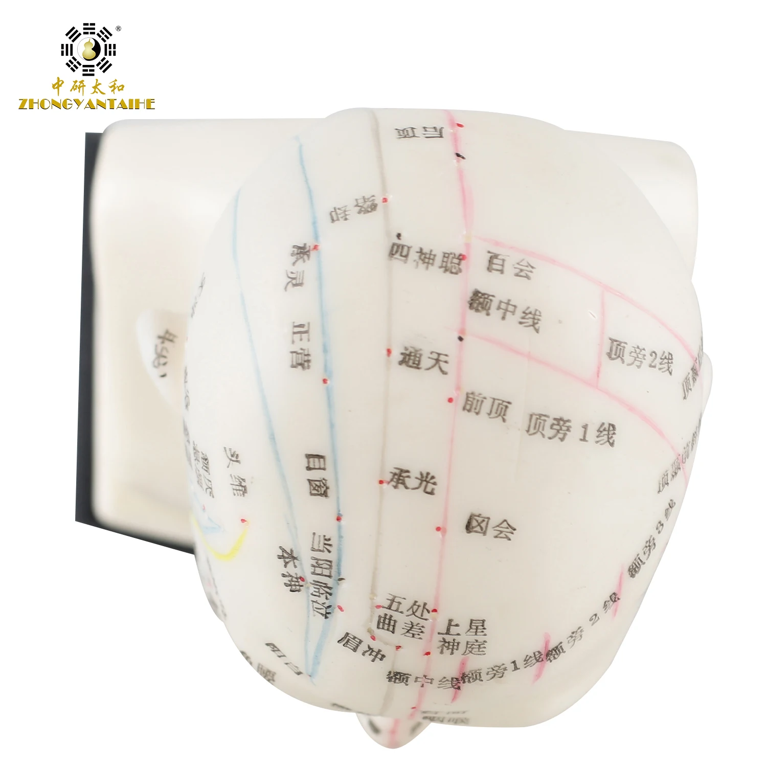 Chinese Head Acupuncture Model Head Acupuncture Model Point Model