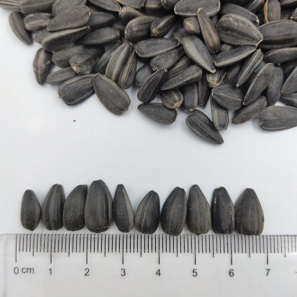 Wholesale Bulk Supplier Of Black Sunflower Seeds For Sale