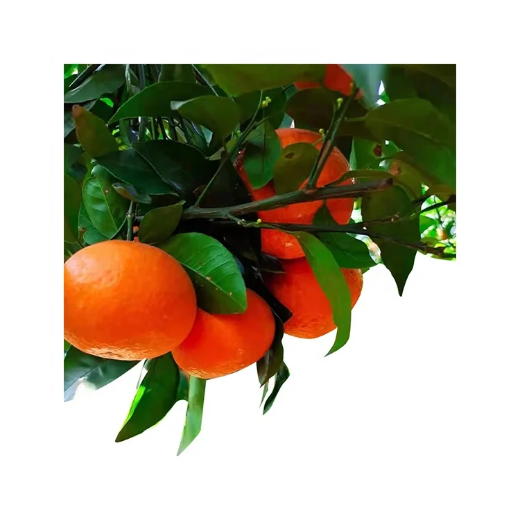 
Hot Sale Natural Mandarin Satsuma High Quality Sweet Tangerine Fresh Fruit Exporters 