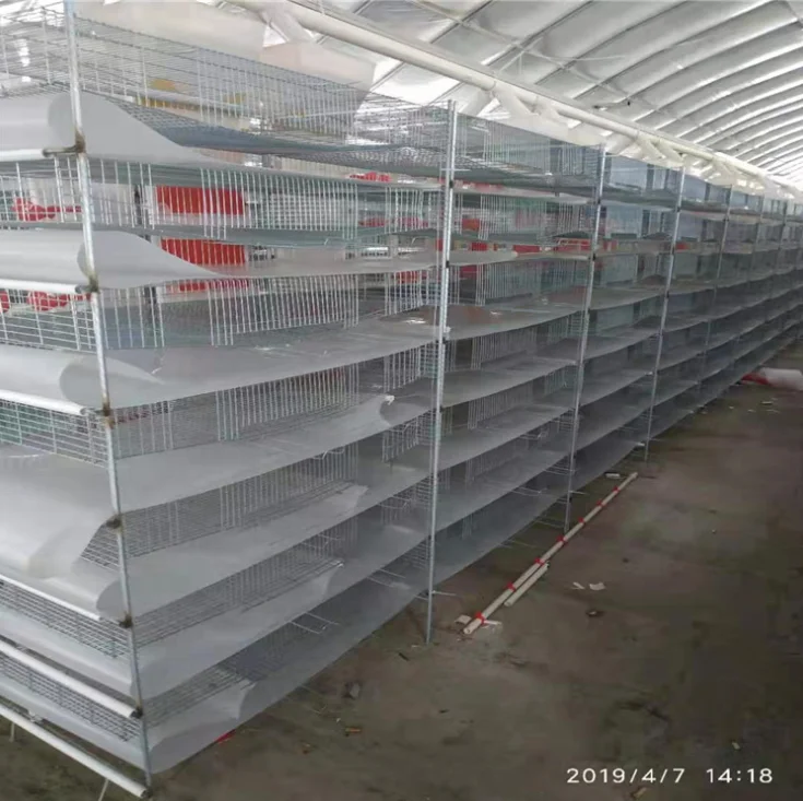 manure belt conveyor chicken quail