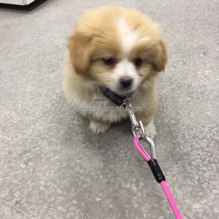 Long Line Dog Heavy Duty Tie Out Leash Custom 2 A Puppy Yard Rope Running Canada Accessories Cable Training Lead