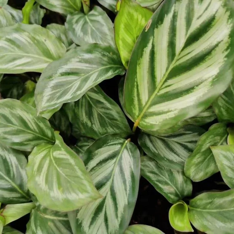 Саженцы растений тканевая культура саженцы бикачу