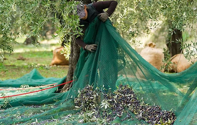 PE Olive Netting Fruit Olive Harvest Net  Green HDPE coconut collection net